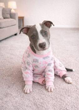 Mixed Breed Dogs Available for Adoption - Lainey | PetCurious