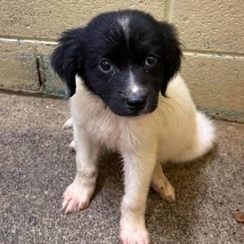 Oreo -  Australian Shepherd Dog for Adoption in Bethel, Connecticut - Oreo | PetCurious