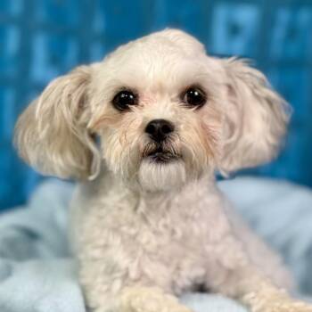 Shih Tzu Dogs Available for Adoption in Hondo, Texas - Bunny And Teddy: Bonded Pair | PetCurious