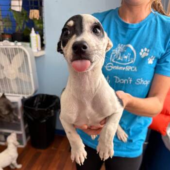 Tina -  Coonhound Dog for Adoption in Wahiawa, Hawaii - Tina | PetCurious