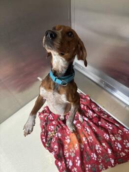 Beagle Dogs Available for Adoption in Kalamazoo, Michigan - Tractor | PetCurious