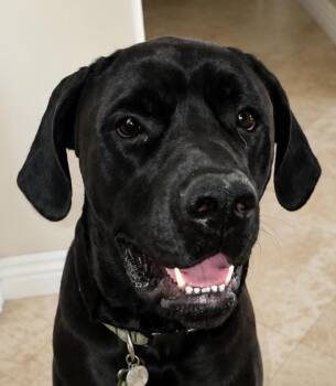 George (Courtesy Post) Foster or Adopt Me! -  Cane Corso Dog for Adoption in Lake Forest, California - George (Courtesy Post) Foster Or Adopt Me! | PetCurious