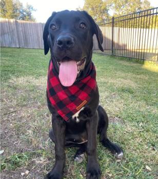 Rescue Great Dane Dogs for Adoption in Garden Valley, Idaho - Hanna | PetCurious