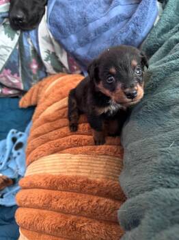 Woofster -  Australian Cattle Dog Blue Heeler Dog for Adoption in Fort Lupton, Colorado - Woofster | PetCurious