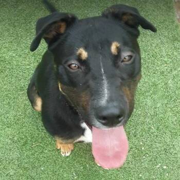 German Shepherd Dog and Pit Bull Terrier Dogs Available for Adoption in Gordonsville, Tennessee - Lucas | PetCurious