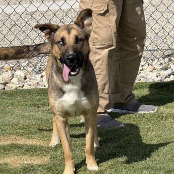 PEACHES 0050 -  Shepherd Dog for Adoption in Loxahatchee Groves, Florida - PEACHES 0050 | PetCurious