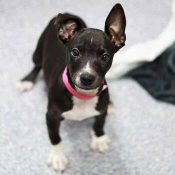 Chanel -  Mixed Breed Dog for Adoption in Atlanta, Georgia - Chanel | PetCurious