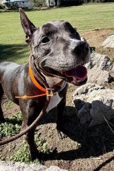 Dolly -  Pit Bull Terrier Dog for Adoption in Maryville, Tennessee - Dolly | PetCurious