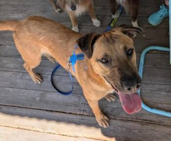 ROCKY -  German Shepherd Dog and Mixed Breed Dog for Adoption in Albuquerque, New Mexico - ROCKY | PetCurious
