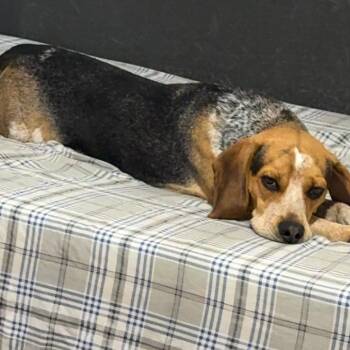 Beagle Dogs Available for Adoption in Glenfield, New York - Scottie | PetCurious