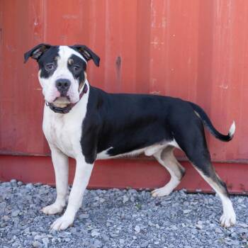 Boggart -  Mixed Breed Dog for Adoption in Cape Girardeau, Missouri - Boggart | PetCurious