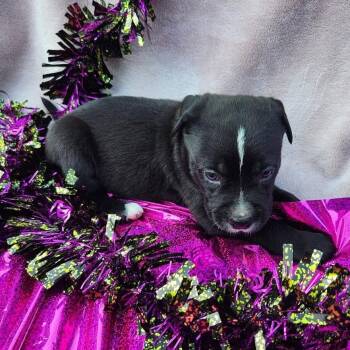 Beau -  Catahoula Leopard Dog and Black Labrador Retriever Dog for Adoption in Freeport, Florida - Beau | PetCurious