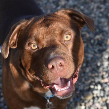Rescue Pit Bull Terrier Dogs for Adoption in Billings, Montana - Stuffed Turkey | PetCurious