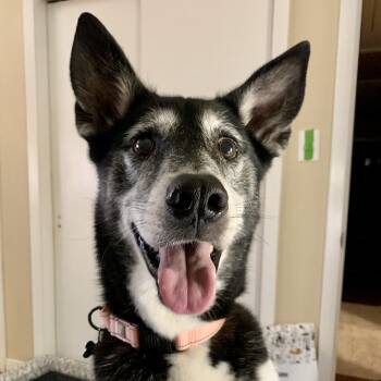 Husky Dogs Available for Adoption - Gus | PetCurious