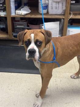 Boxer Dogs Available for Adoption in Stockton, California - CHARLIE | PetCurious