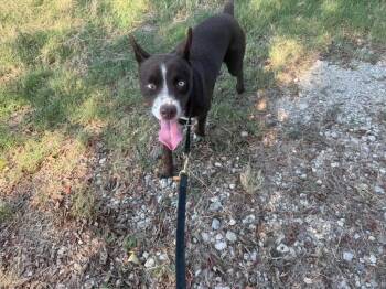 Ava -  Husky and Mixed Breed Dog for Adoption in Quinlan, Texas - Ava | PetCurious