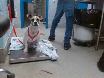 SEASHELL -  Boxer and Labrador Retriever Dog for Adoption in Albuquerque, New Mexico - SEASHELL | PetCurious