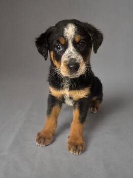Gidget -  Rottweiler Dog for Adoption in Fredericksburg, Virginia - Gidget | PetCurious