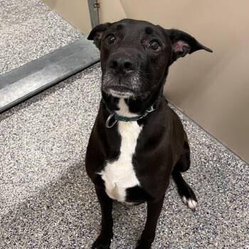 Rocko -  Mixed Breed Dog for Adoption in Fairport, New York - Rocko | PetCurious