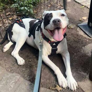 Yoyo -  American Staffordshire Terrier and Mixed Breed Dog for Adoption in New York, New York - Yoyo | PetCurious