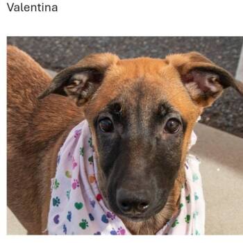 PUPPIES -  Belgian Shepherd Malinois Dog for Adoption in San Andreas, California - PUPPIES | PetCurious