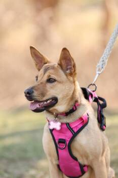 HAZEL -  Mixed Breed Dog for Adoption in Holbrook, New York - HAZEL | PetCurious