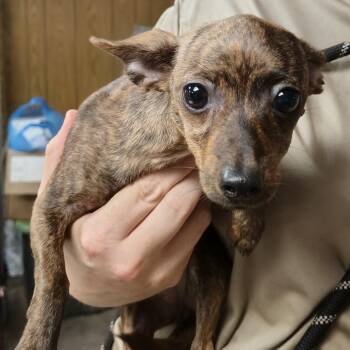 Hannah -  Chihuahua and Mixed Breed Dog for Adoption in Sarasota, Florida - Hannah | PetCurious