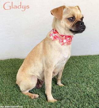 Rescue Pug Dogs for Adoption in San Diego, California - Gladys | PetCurious