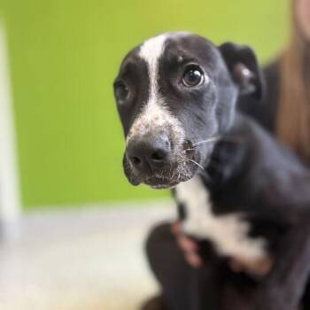 Megara -  German Shepherd Dog and Australian Cattle Dog Blue Heeler Dog for Adoption in Jackson, Michigan - Megara | PetCurious