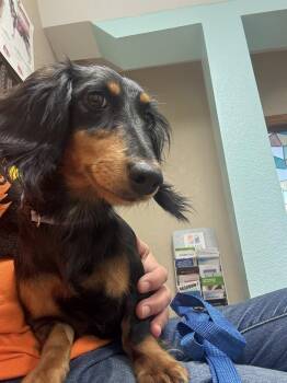 Dachshund Dogs Available for Adoption in Decorah, Iowa - Madison | PetCurious