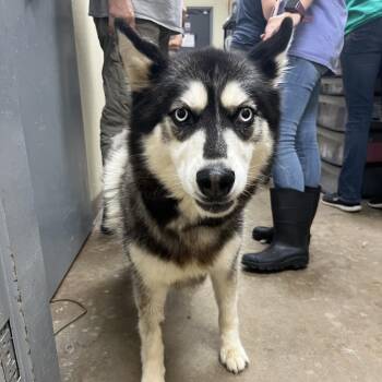 ATHENA -  Husky Dog for Adoption in Palestine, Texas - ATHENA | PetCurious