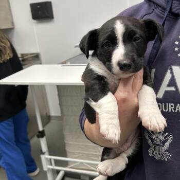Cardigan Welsh Corgi and Jack Russell Terrier Dogs Available for Adoption - Gordito | PetCurious