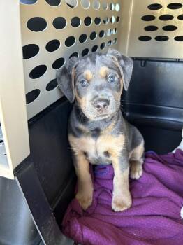 Lexus -  Rottweiler Dog for Adoption in Brownstown, Indiana - Lexus | PetCurious