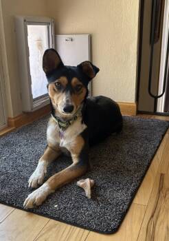 BUDDY -  Cattle Dog Dog for Adoption in Broomfield, Colorado - BUDDY | PetCurious