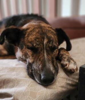 Dutch Shepherd Dogs Available for Adoption - Belle | PetCurious