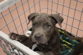 CUTIE -  Mixed Breed Dog for Adoption in Columbia, South Carolina - CUTIE | PetCurious
