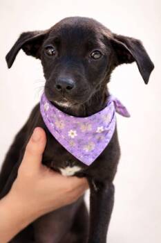 Labrador Retriever and Chihuahua Dogs Available for Adoption in Copper Hill, Virginia - Lilac | PetCurious