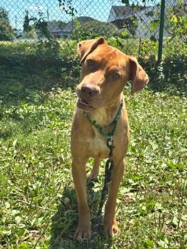Elphie -  Hound Dog for Adoption in Bloomington, Indiana - Elphie | PetCurious