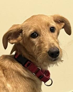 Rescue Labrador Retriever and Standard Poodle Dogs for Adoption in Grayslake, Illinois - Cocoa Pebbles | PetCurious