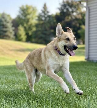 German Shepherd Dog Dogs Available for Adoption in Iron Ridge, Wisconsin - Canela  | PetCurious