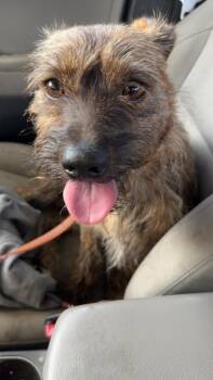 Doc -  Terrier Dog Available for Adoption - Doc | PetCurious