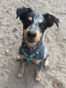 Marshall -  Hound and Australian Cattle Dog Blue Heeler Dog for Adoption in Millcreek, Utah - Marshall | PetCurious