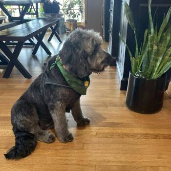 Poodle and Mixed Breed Dogs Available for Adoption in Campton Hills, Illinois - Brooklyn | PetCurious