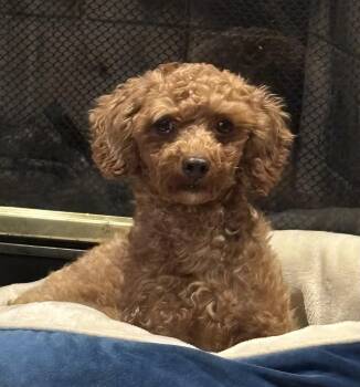 Olive -  Poodle Dog for Adoption in Overland Park, Kansas - Olive | PetCurious