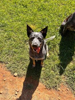 Penny -  Australian Cattle Dog Blue Heeler Dog for Adoption in Watertown, Connecticut - Penny | PetCurious