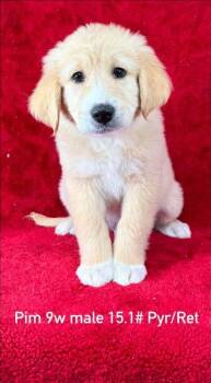 Great Pyrenees and Retriever Dogs Available for Adoption in Brewster, New York - Pim (P Puppies) | PetCurious