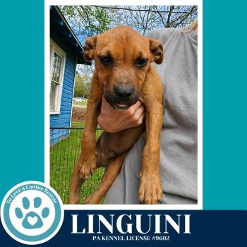 Boxer and Hound Dogs Available for Adoption in Kimberton, Pennsylvania - Linguini (Pasta Pups) 042526 | PetCurious