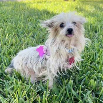 Rescue Yorkshire Terrier Dogs for Adoption in Cape Coral, Florida - Yory | PetCurious