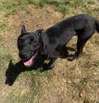 Pointer and Mixed Breed Dogs Available for Adoption in Conway, South Carolina - Lightning | PetCurious