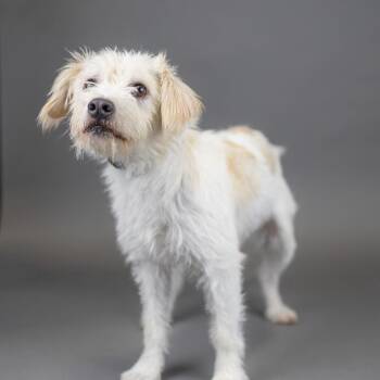 sprout -  Terrier Dog for Adoption in Portland, Oregon - Sprout | PetCurious